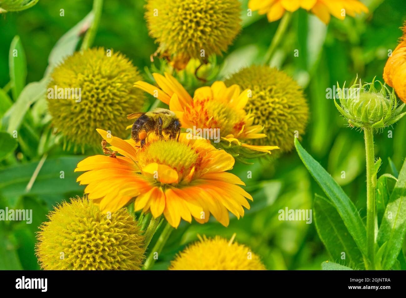 Die gewöhnliche östliche Bumblebee sammelt Pollen von einem Fleck von Indian Blanket-Blüten. Stockfoto