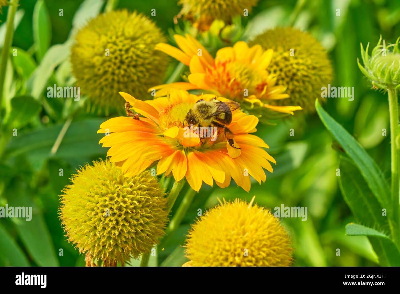 Die gewöhnliche östliche Bumblebee sammelt Pollen von einem Fleck von Indian Blanket-Blüten. Stockfoto