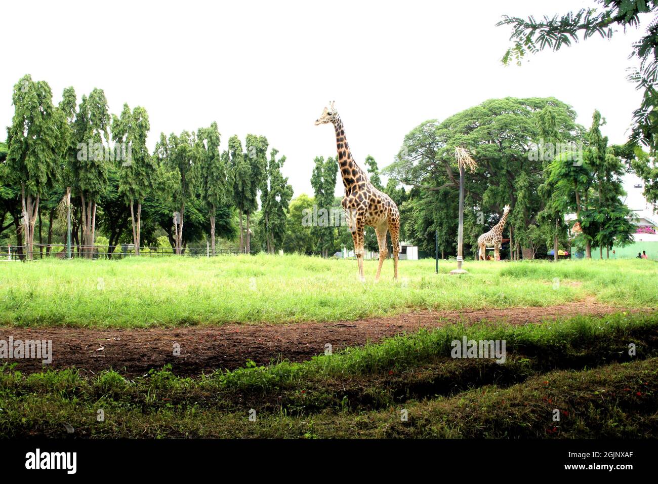 Giraffe - niedliches und schönes pflanzenfressendes Säugetier mit langem Hals Stockfoto