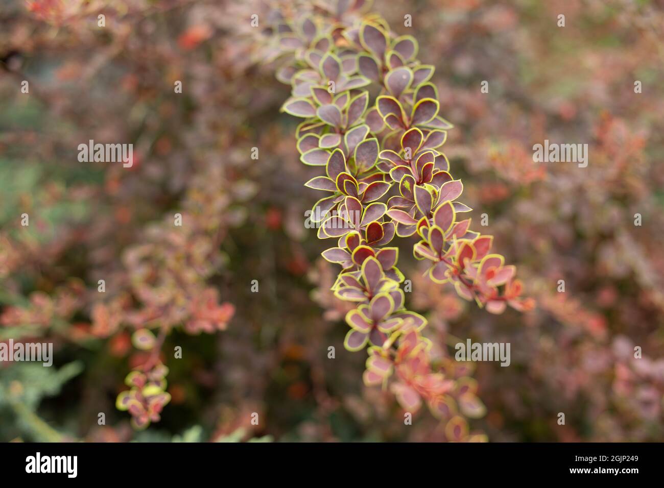 Rote Pflanze im Garten ohne Blumen. Die kleinen Blätter auf den feinen Stielen der Gartenpflanze. Schöner Garten im Sommer. Stockfoto