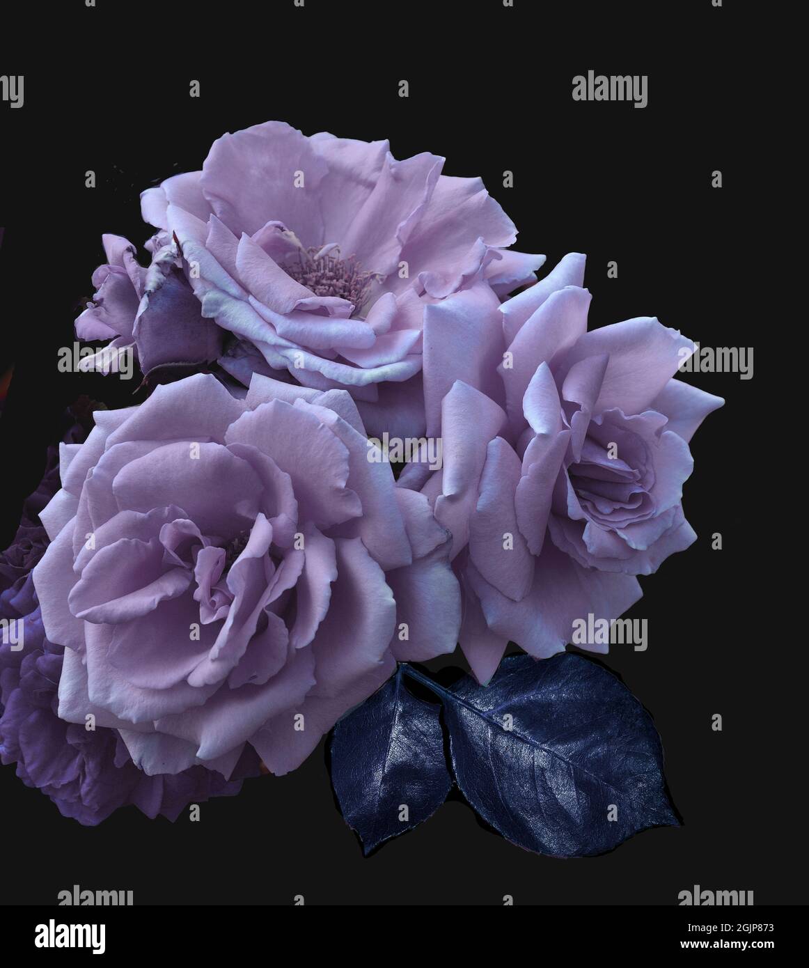 Vintage Blumenkarte mit schönen rosa Rosenblüten auf dunklem Hintergrund. Künstlerisches Bild mit Effekten und Filtern. Grußkarte für alle Feiertage, Stockfoto