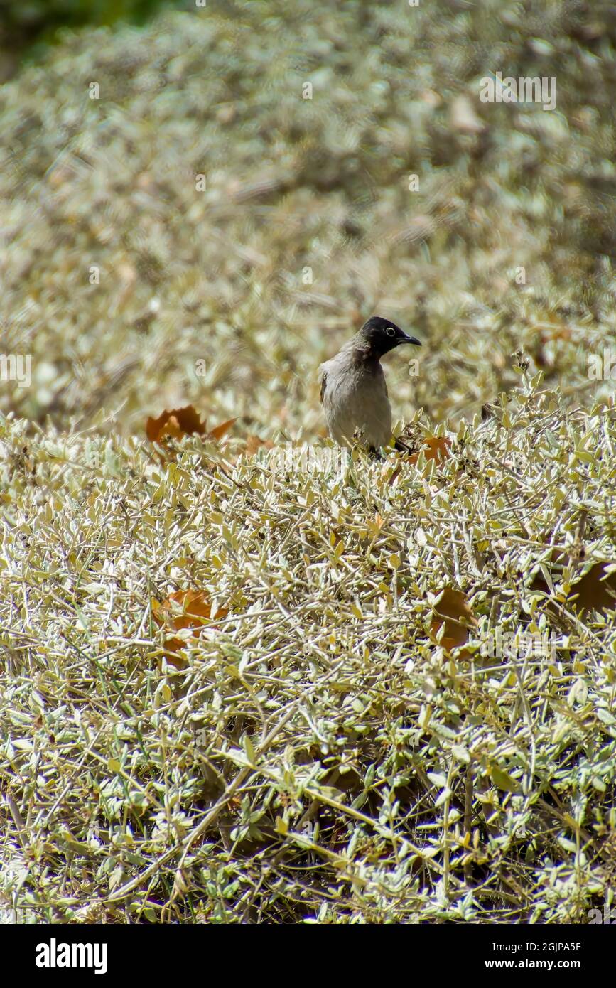 Indien, 13. Mai 2021: Bulbul-Vogel. Roter, belüfteter Bulbul-Vogel auf dem Ast. Der rote - belüftete Bulbul ist ein Mitglied des Bulbul Stockfoto