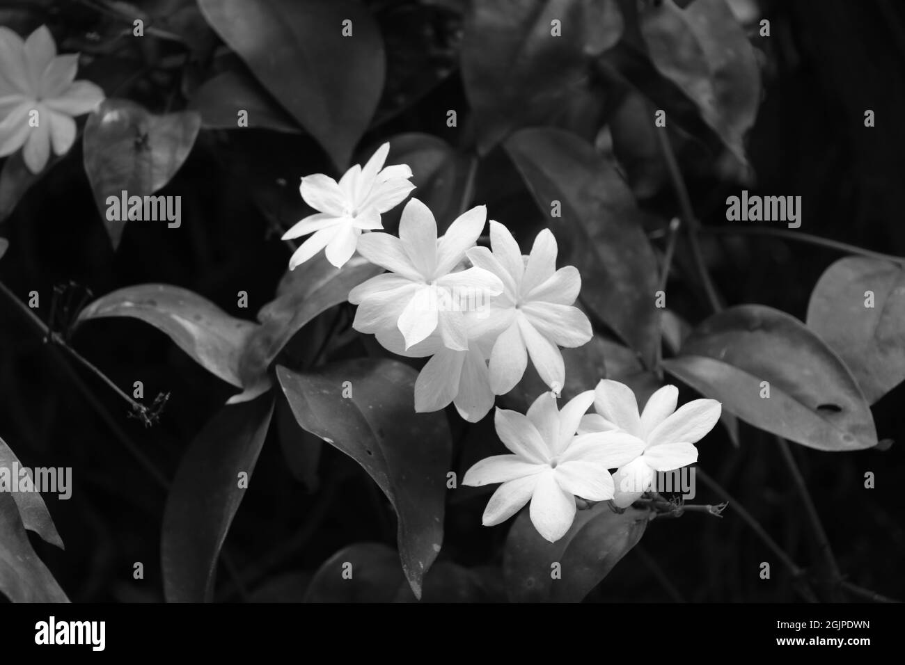 Monochromes Bild blühender Blumen Stockfoto