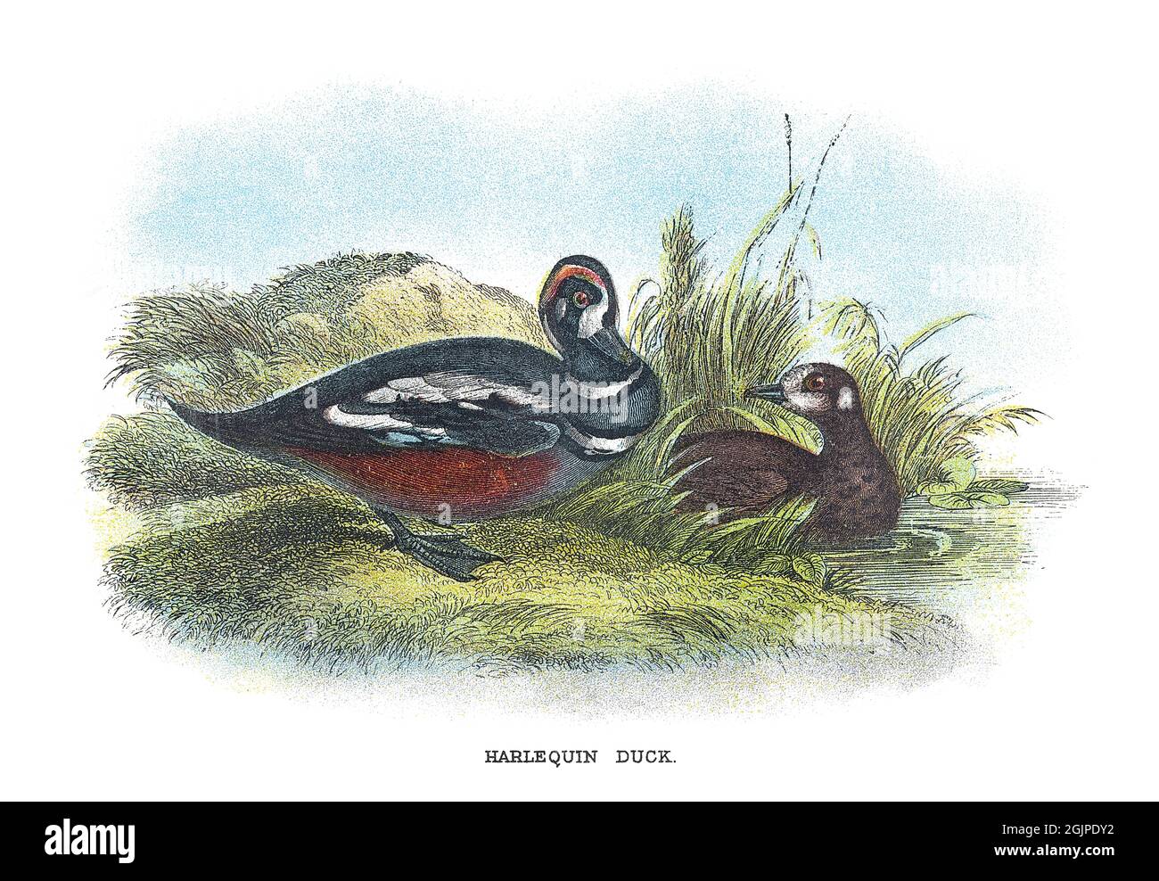 Die Harlekin-Ente, Histrionicus histrionicus, ist eine kleine Seeente. Es hat seinen Namen von Harlequin eine Figur in Commedia dell'arte. Stockfoto