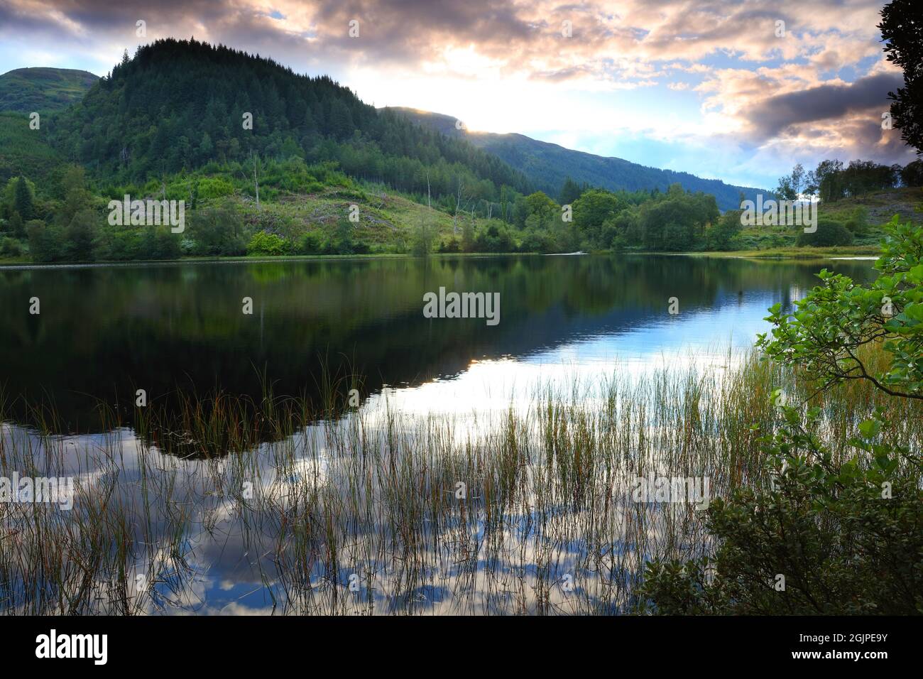 Stillwasser von Loch Chon in der Nähe von Aberfoyle, Trossachs National Park, Schottland, Großbritannien. Stockfoto