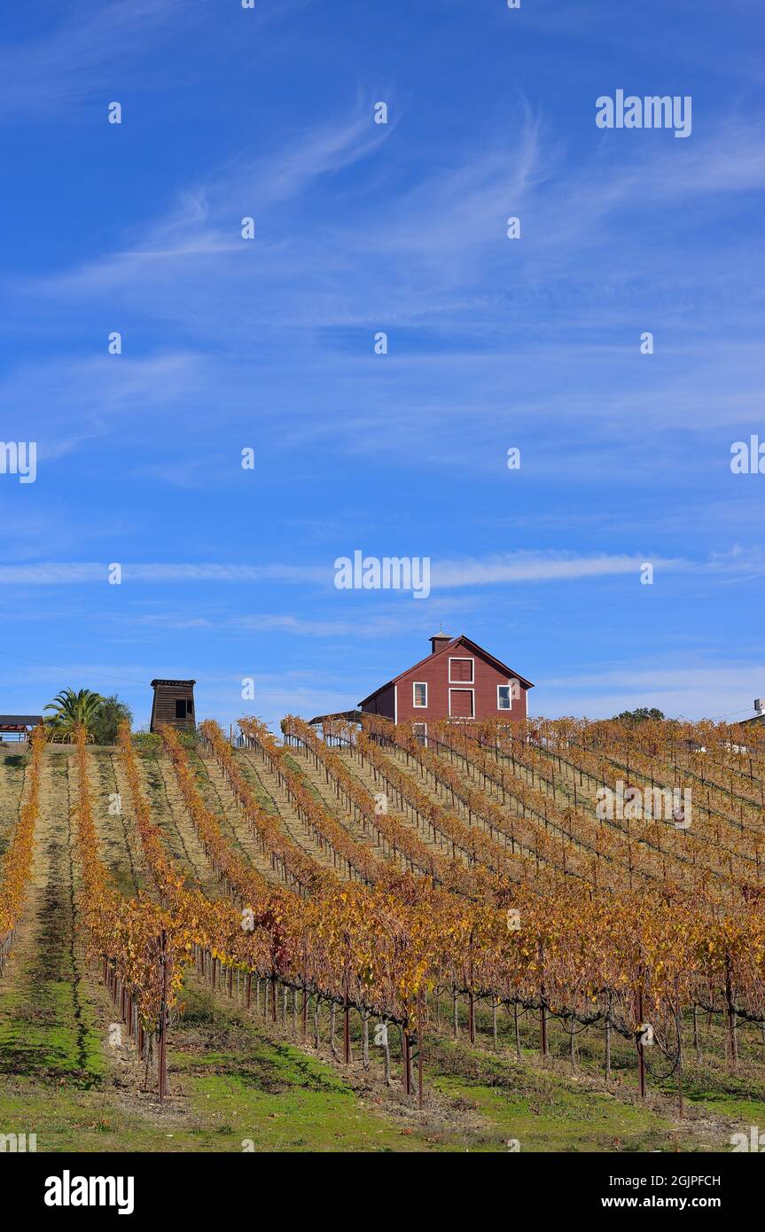 Die Weinberge von Teldeschi und eine rote Scheune im Family Wineries Tasting Room - wunderschöne Herbstlandschaft im Dry Creek AVA, Healdsburg (Sonoma) CA Stockfoto