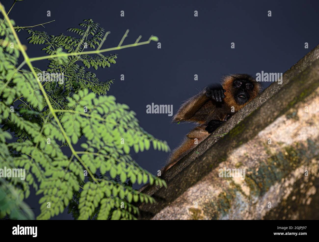 Am Abend fressen eine Familie von Graulangur-Affen Moringa-Blätter und spielen Verstecken und suchen auf einem Dach. Tehatta, Westbengalen, Indien. Stockfoto