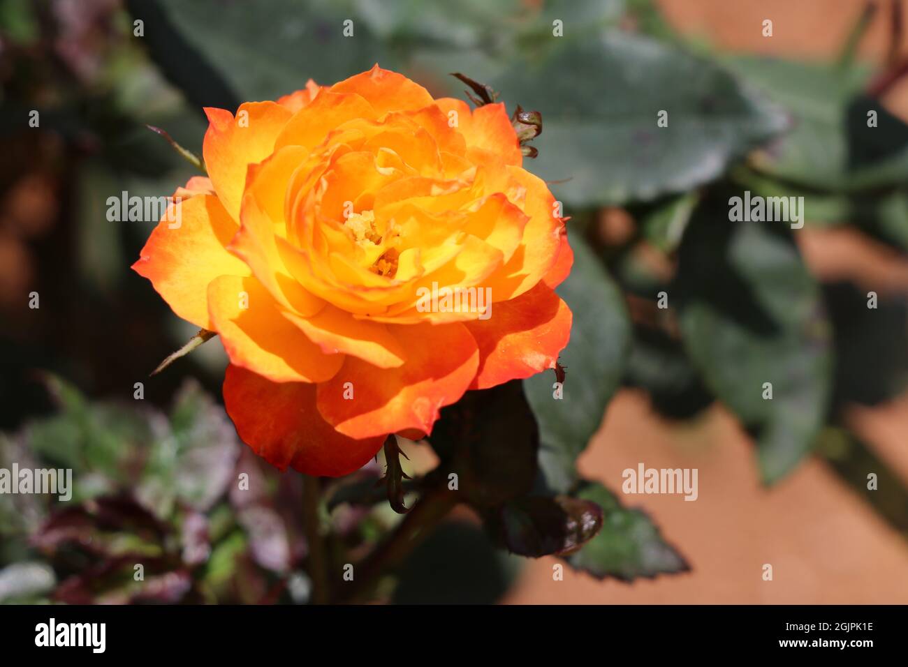 Blühte, feuerorange Rose mit Blättern Stockfoto