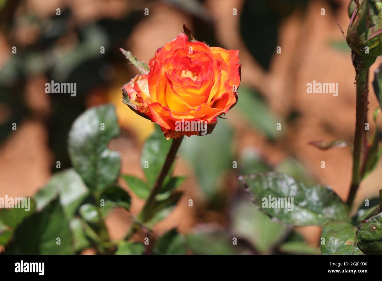 Teilweise blühte feuerorange Rose mit Blättern Stockfoto