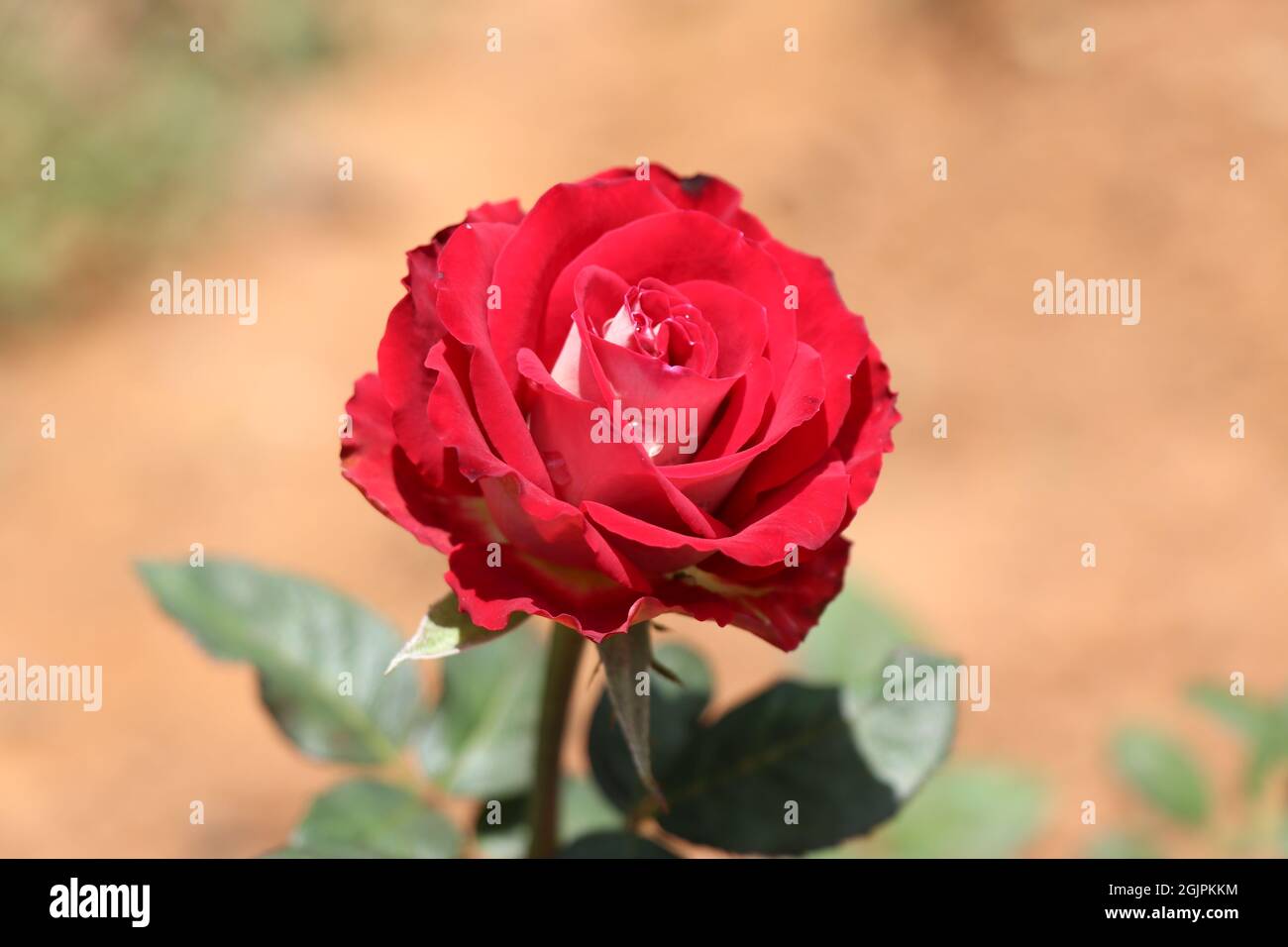 Schöne zweifarbige Rose, die in Weiß und Rot blüht Stockfoto