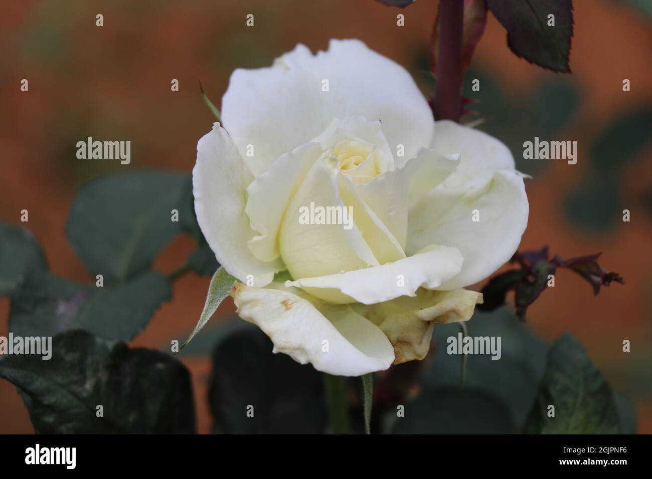 Cremefarbene Rose, die im Garten blüht Stockfoto