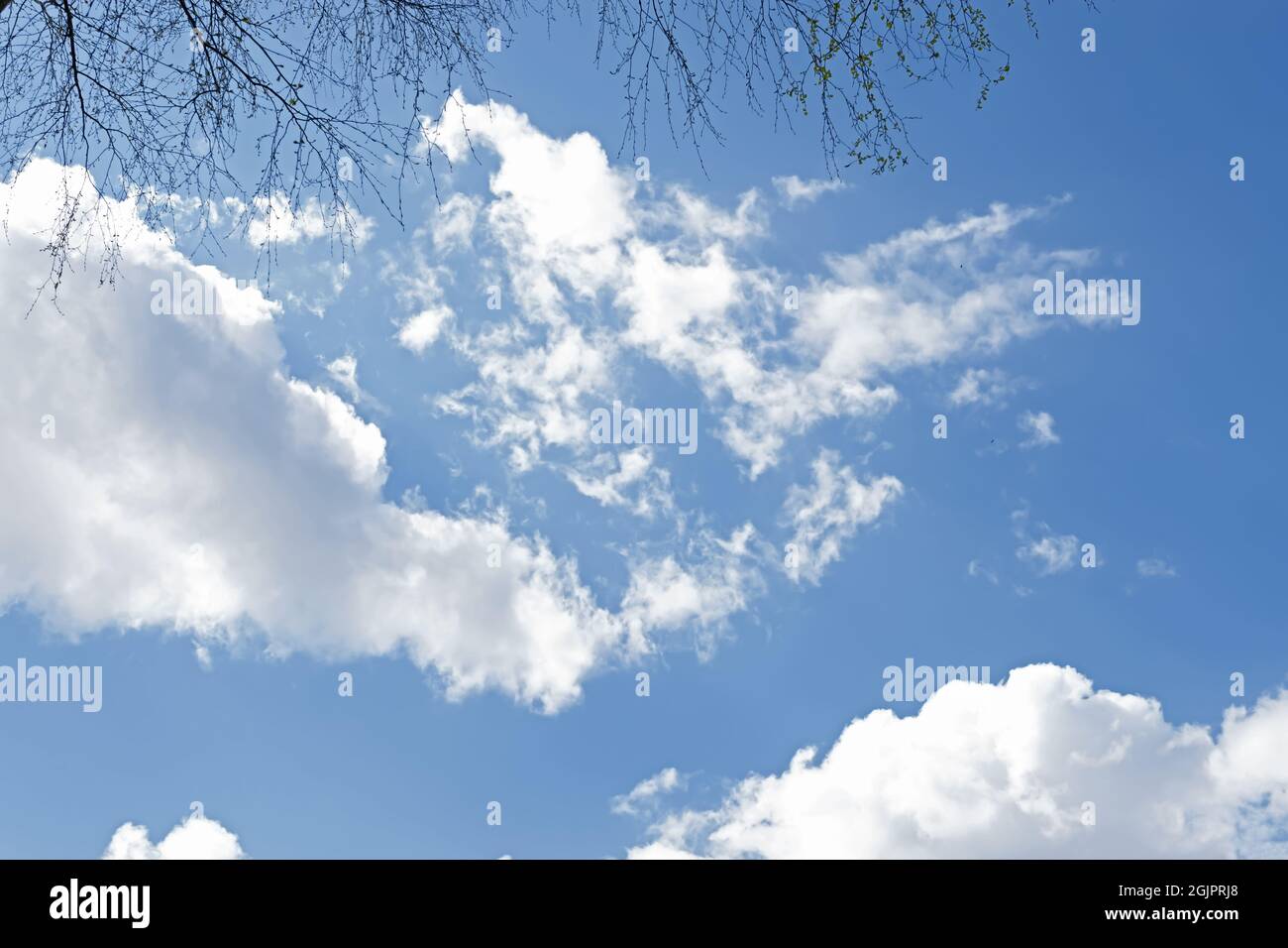 Blauer Himmel und Zweige mit Highlights. Birke verzweigt sich gegen die blaue Sommerluft Stockfoto