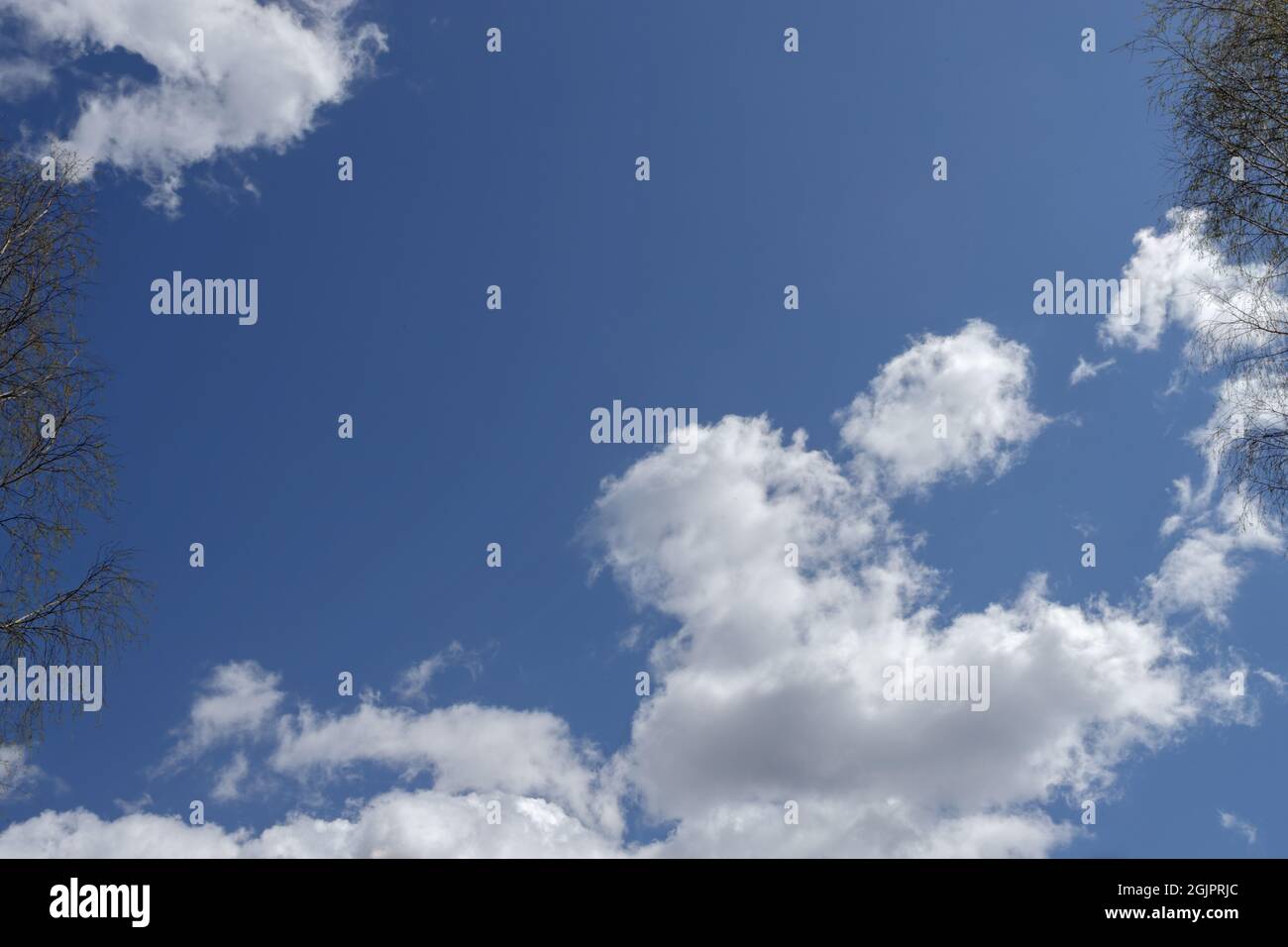 Blauer Himmel und Zweige mit Highlights. Birke verzweigt sich gegen die blaue Sommerluft Stockfoto