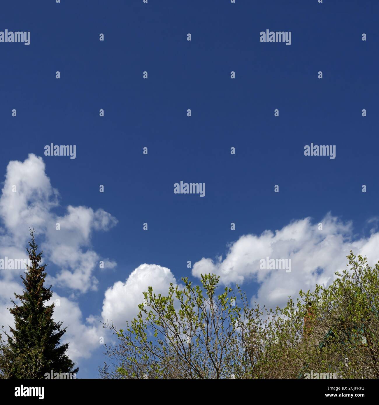 Blauer Himmel und Zweige mit Highlights. Birke verzweigt sich gegen die blaue Sommerluft Stockfoto