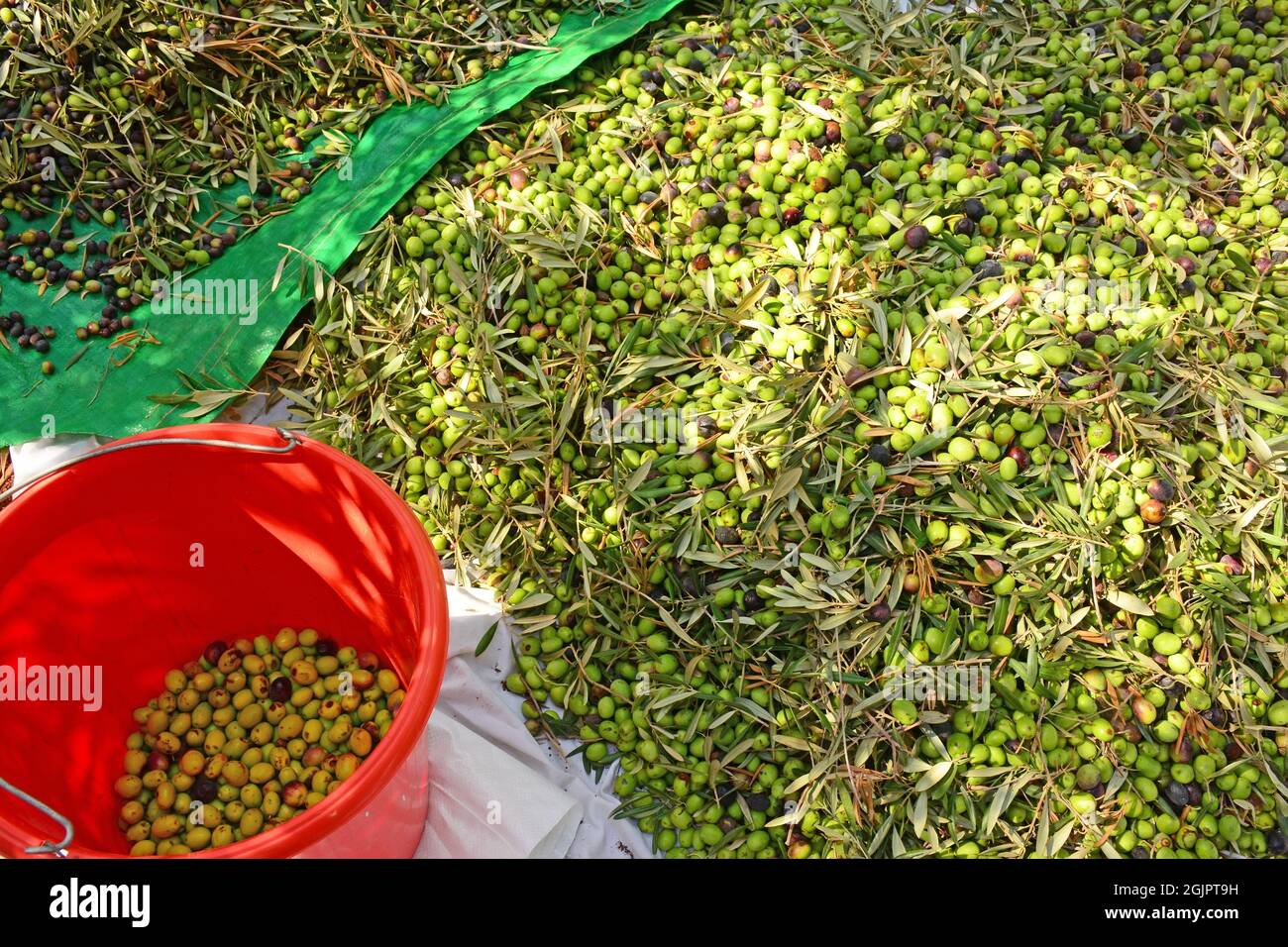 Frisch gepflückte Oliven auf dem Boden des Obstgartens Stockfoto