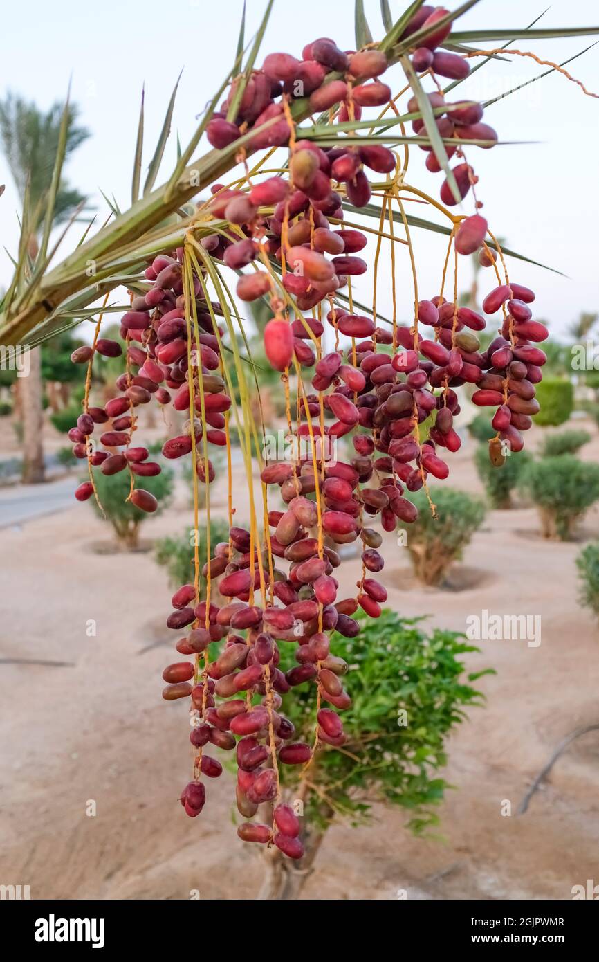 Reife Datteln auf einer Dattelpalme. Die Früchte in der freien Natur  Stockfotografie - Alamy