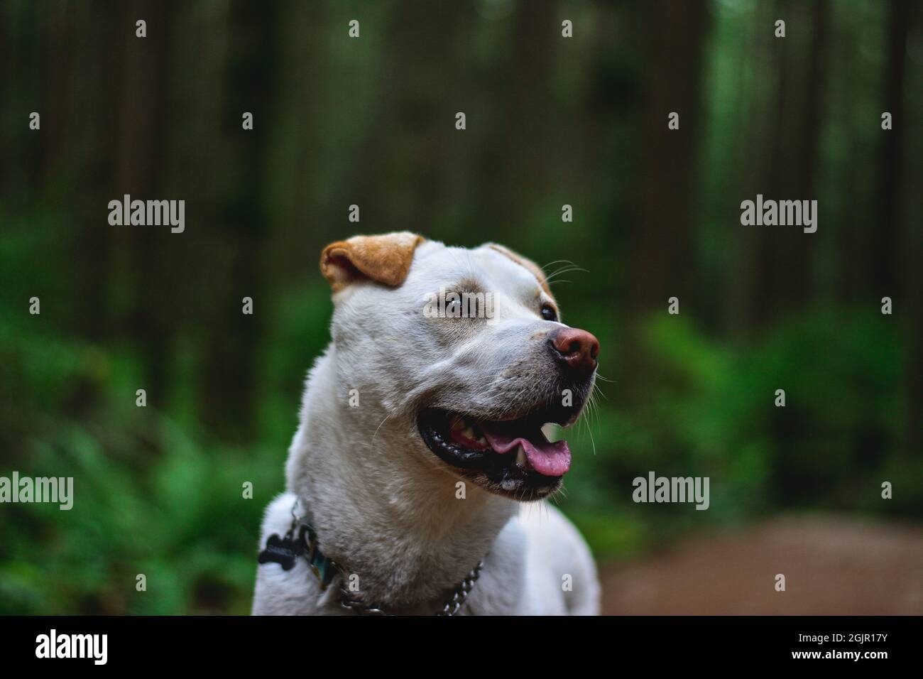 Hund im Wald Stockfoto