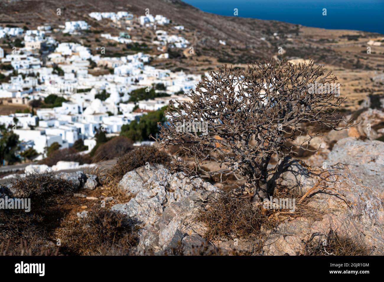 Typischer kleiner Busch ohne Blätter am Hang oberhalb von Chora auf Folegandros Stockfoto