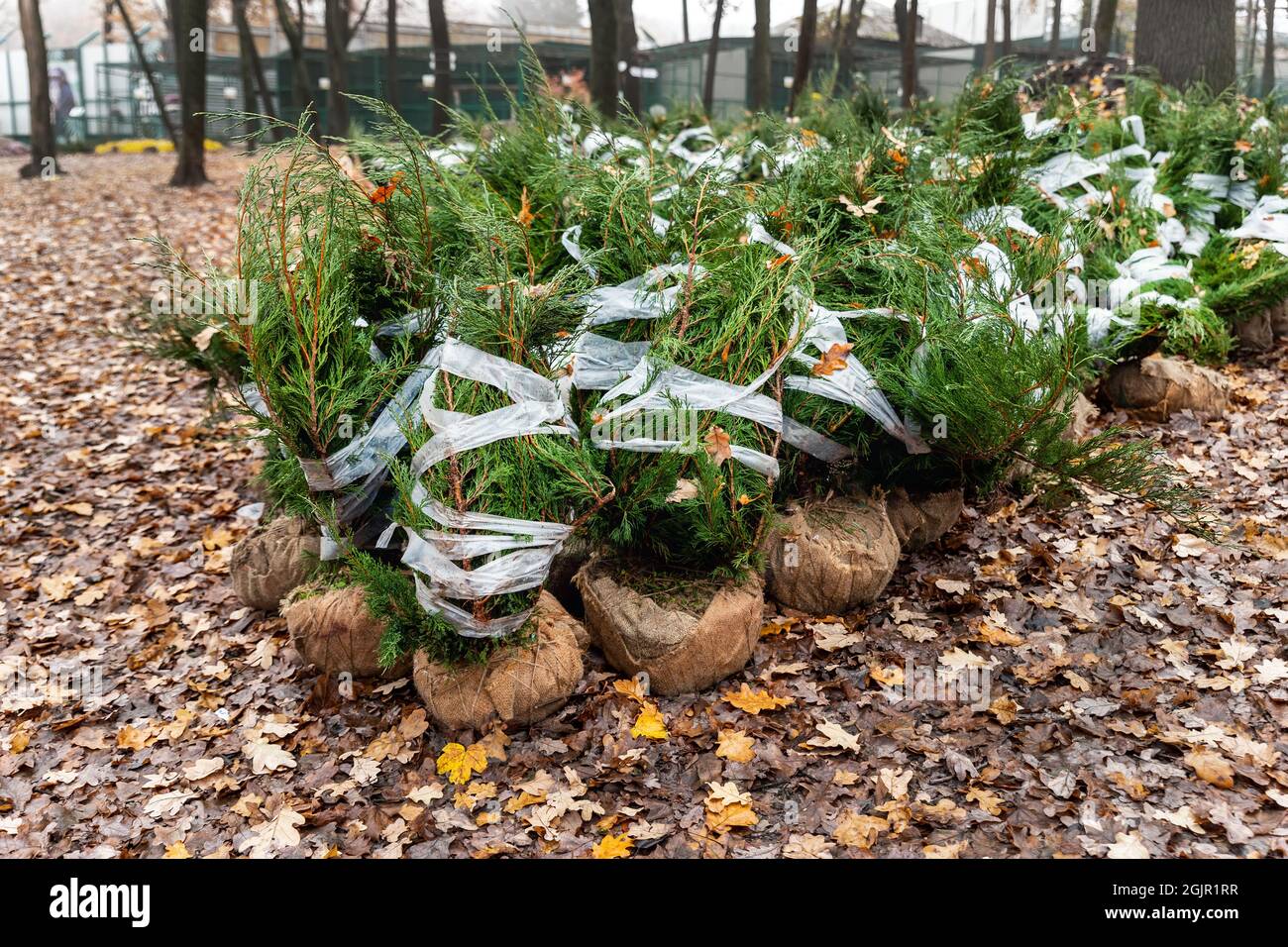 Reihe von vielen Thuja oder Zedernholz umwickelten Baum Aatlings liefern aus Pflanzenküche und Setzlinge für die Gartenarbeit Stadtpark oder Hausgarten. Lanascaping Stockfoto