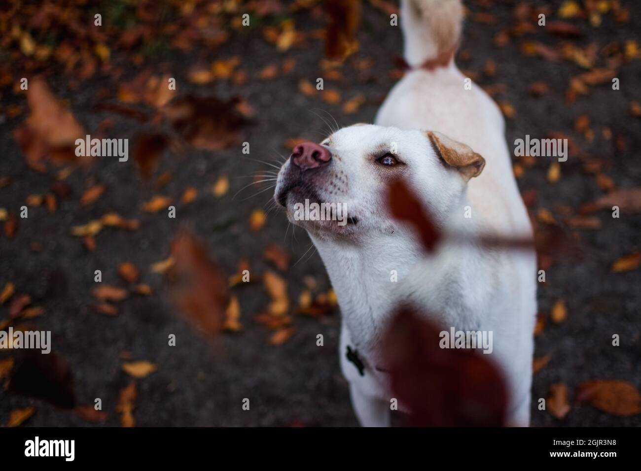 Herbsthund jagt Blätter Stockfoto