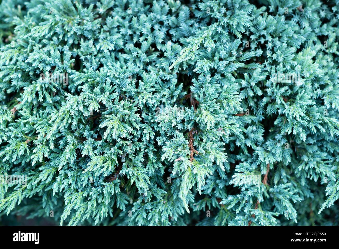 Textur des blauen juniperus squamata Sterns. Wacholderpflanze mit blauem Teppich oder Himalaya-Wacholder. Weihnachten Hintergrund. Selektiver Fokus Stockfoto