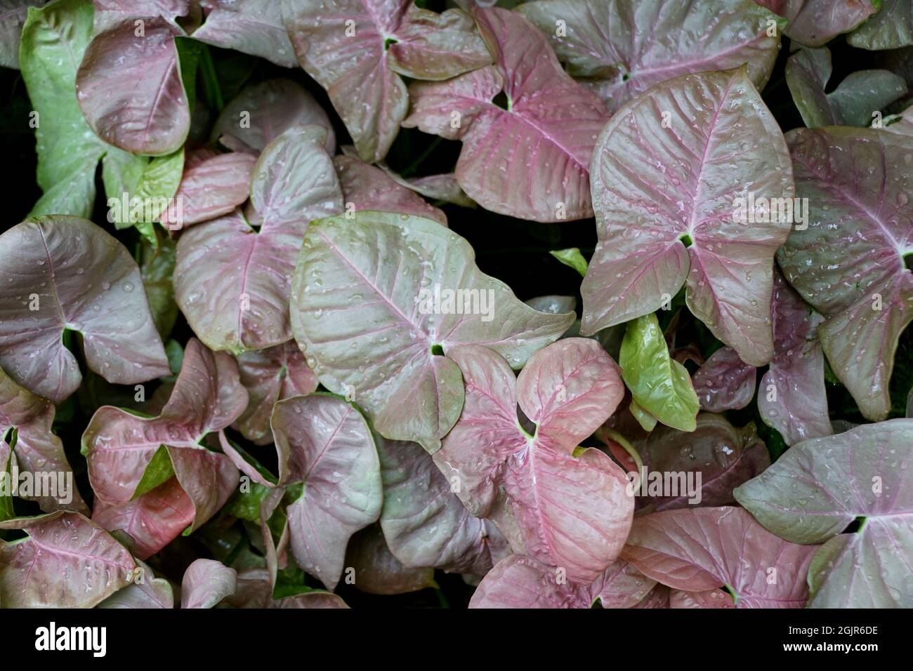 Grüne und hellviolette Blätter der Syngonium Neon Robusta, auch bekannt als Pfeilschweineweine Stockfoto