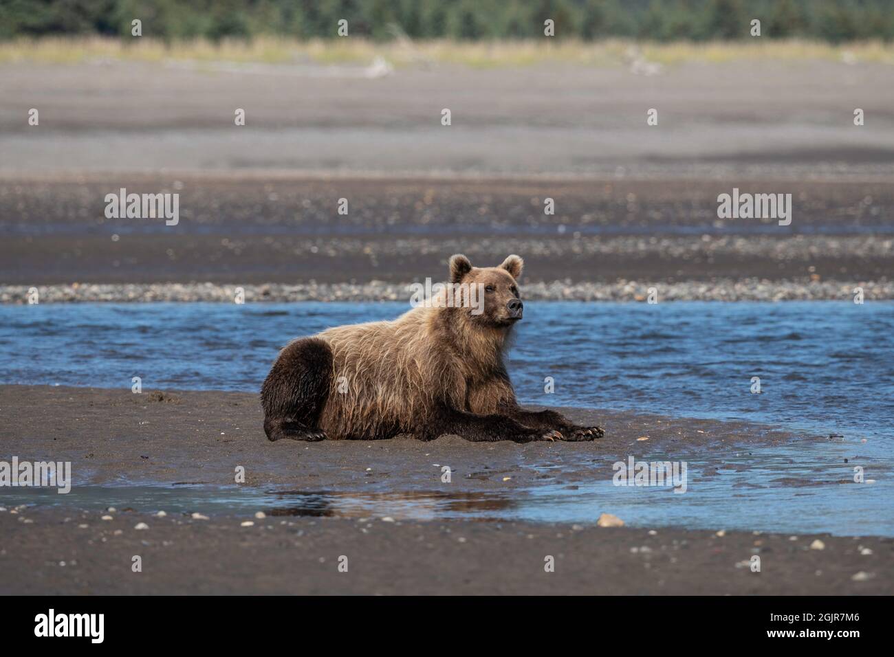 Alaskan Coastal Brown Bear Stockfoto