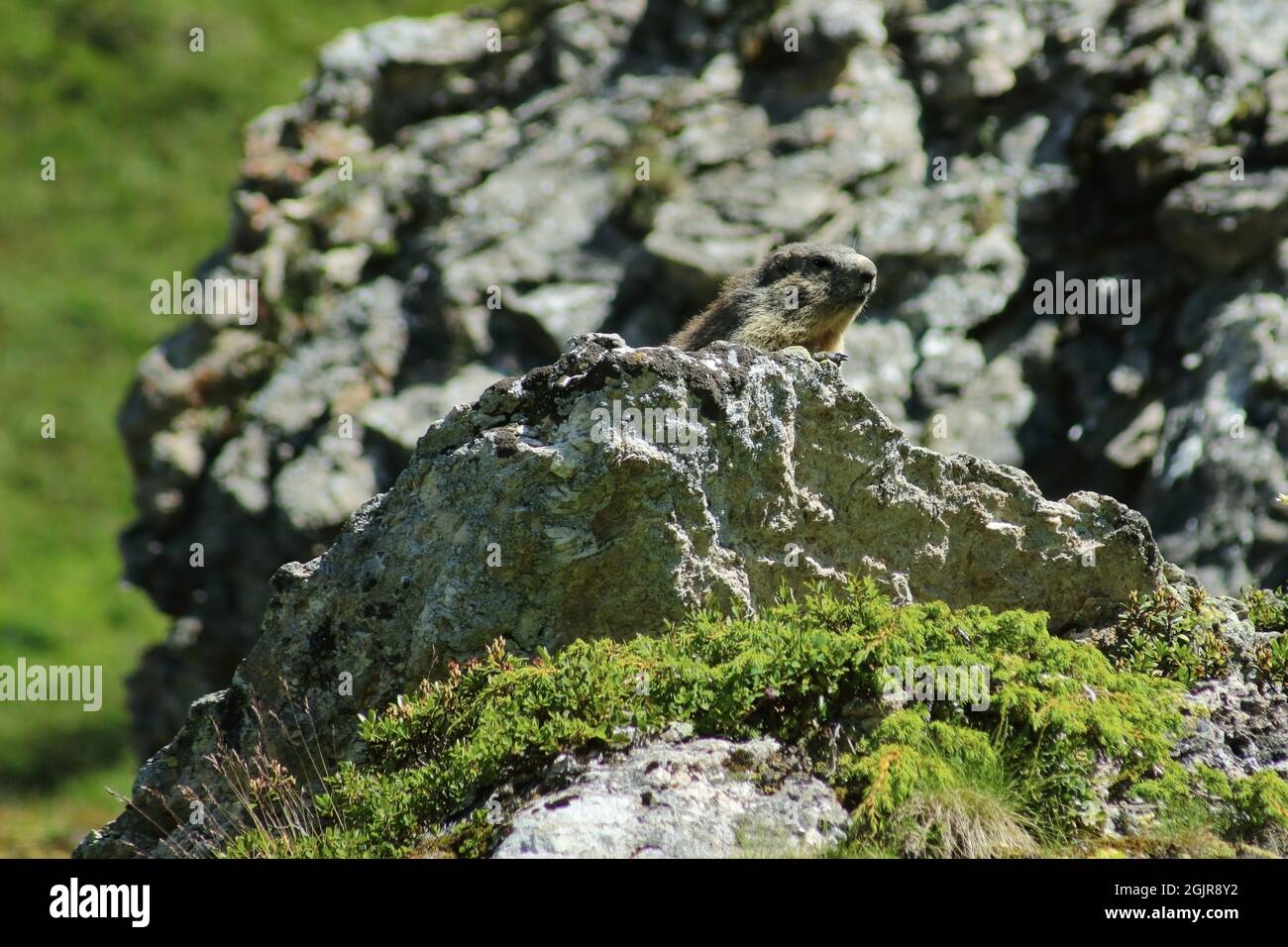 Alpine Murmeltier, getarnt zwischen den Felsen, Ischgl, Österreich, Europa, Marmota marmota - Marmotta alpina, mimetizzata tra le rocce sulle Alpi austriache Stockfoto