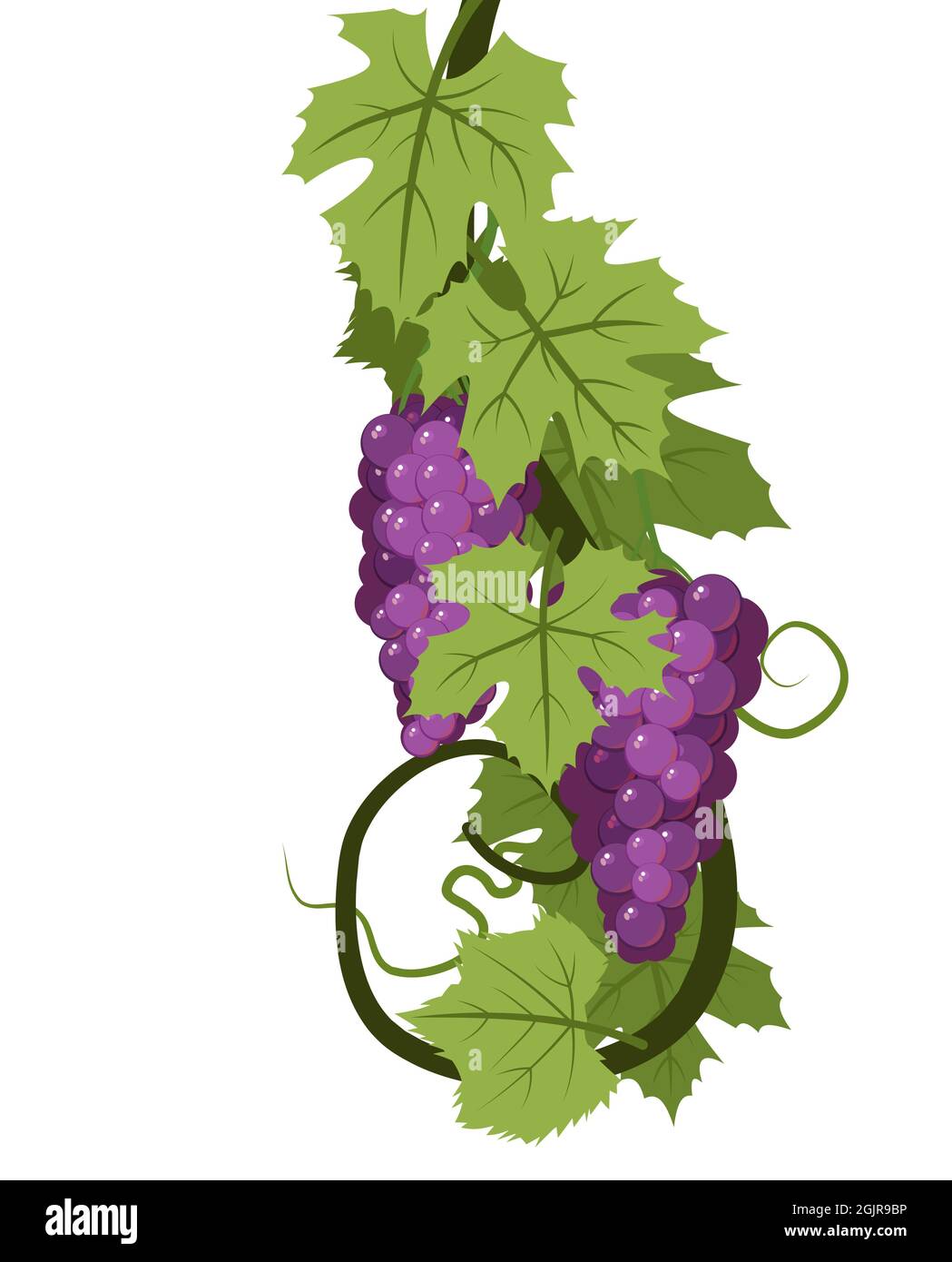 Weinrebe mit Laub und Trauben von roten saftigen Trauben. Weinbau und Landwirtschaft. Zweige mit Beeren auf einem dichten Busch. Junger Weinberg. Süßer Herbst Stock Vektor