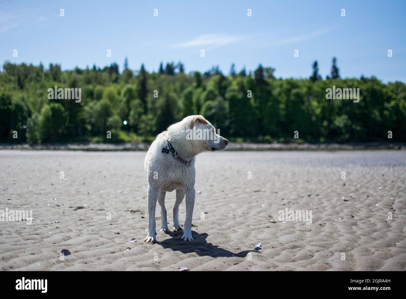 Hund am Strand Stockfoto