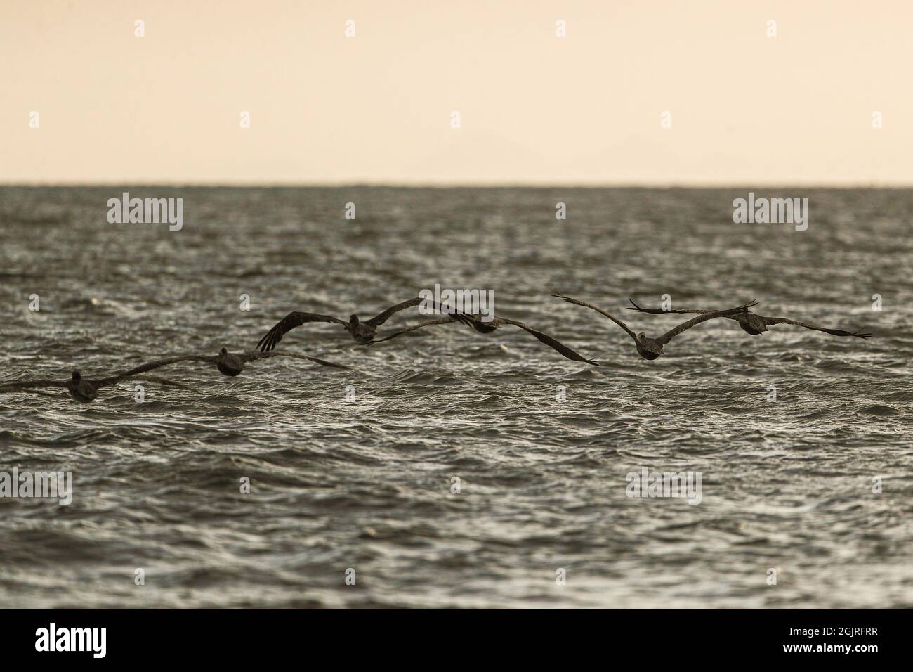 Pelikane fliegen in der Kino Bay, Sonora, Mexiko, über das Meerwasser. Pelecaniform Wasservögel aus der monotypischen Familie Pelecanidae. Tier, Wild, Natur ............ (Foto von Luis Gutierrez / NortePhoto.com) Pelicanos vuelan sobre el agua de mar en la Bahía de Kino, Sonora Mexiko. aves acuáticas pelecaniformes pertenecientes a la familia monotípica Pelecanidae. Tier, Vida Salvaje, naturaleza........ (Foto von Luis Gutierrez / NortePhoto.com) Stockfoto