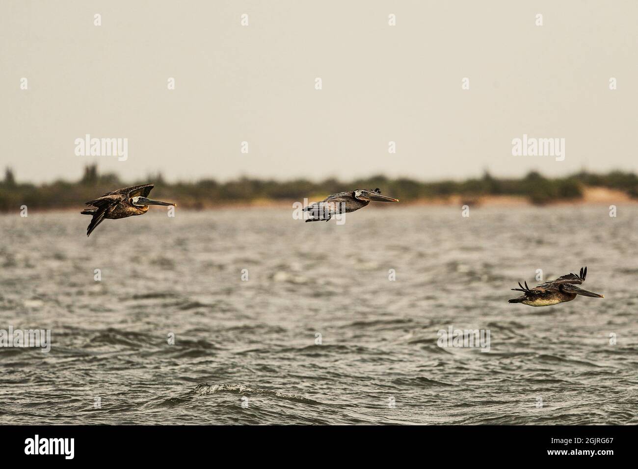 Pelikane fliegen in der Kino Bay, Sonora, Mexiko, über das Meerwasser. Pelecaniform Wasservögel aus der monotypischen Familie Pelecanidae. Tier, Wild, Natur ............ (Foto von Luis Gutierrez / NortePhoto.com) Pelicanos vuelan sobre el agua de mar en la Bahía de Kino, Sonora Mexiko. aves acuáticas pelecaniformes pertenecientes a la familia monotípica Pelecanidae. Tier, Vida Salvaje, naturaleza........ (Foto von Luis Gutierrez / NortePhoto.com) Stockfoto