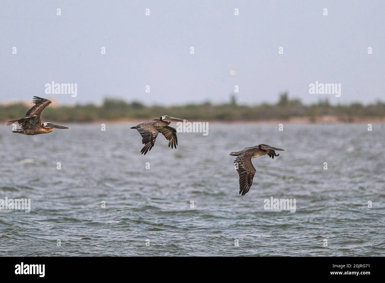 Pelikane fliegen in der Kino Bay, Sonora, Mexiko, über das Meerwasser. Pelecaniform Wasservögel aus der monotypischen Familie Pelecanidae. Tier, Wild, Natur ............ (Foto von Luis Gutierrez / NortePhoto.com) Pelicanos vuelan sobre el agua de mar en la Bahía de Kino, Sonora Mexiko. aves acuáticas pelecaniformes pertenecientes a la familia monotípica Pelecanidae. Tier, Vida Salvaje, naturaleza........ (Foto von Luis Gutierrez / NortePhoto.com) Stockfoto