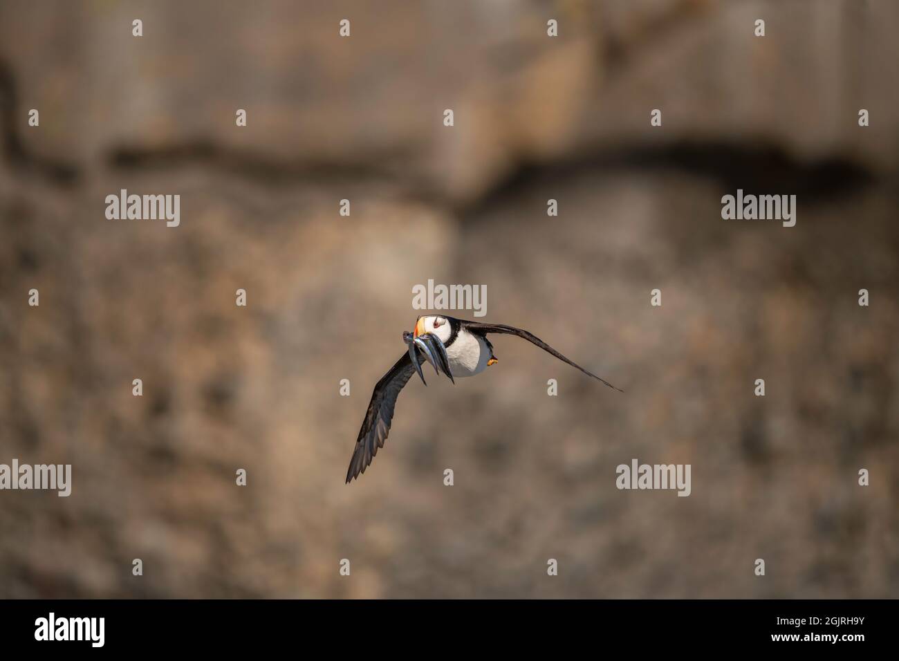 Horned Puffin, Alaska Stockfoto