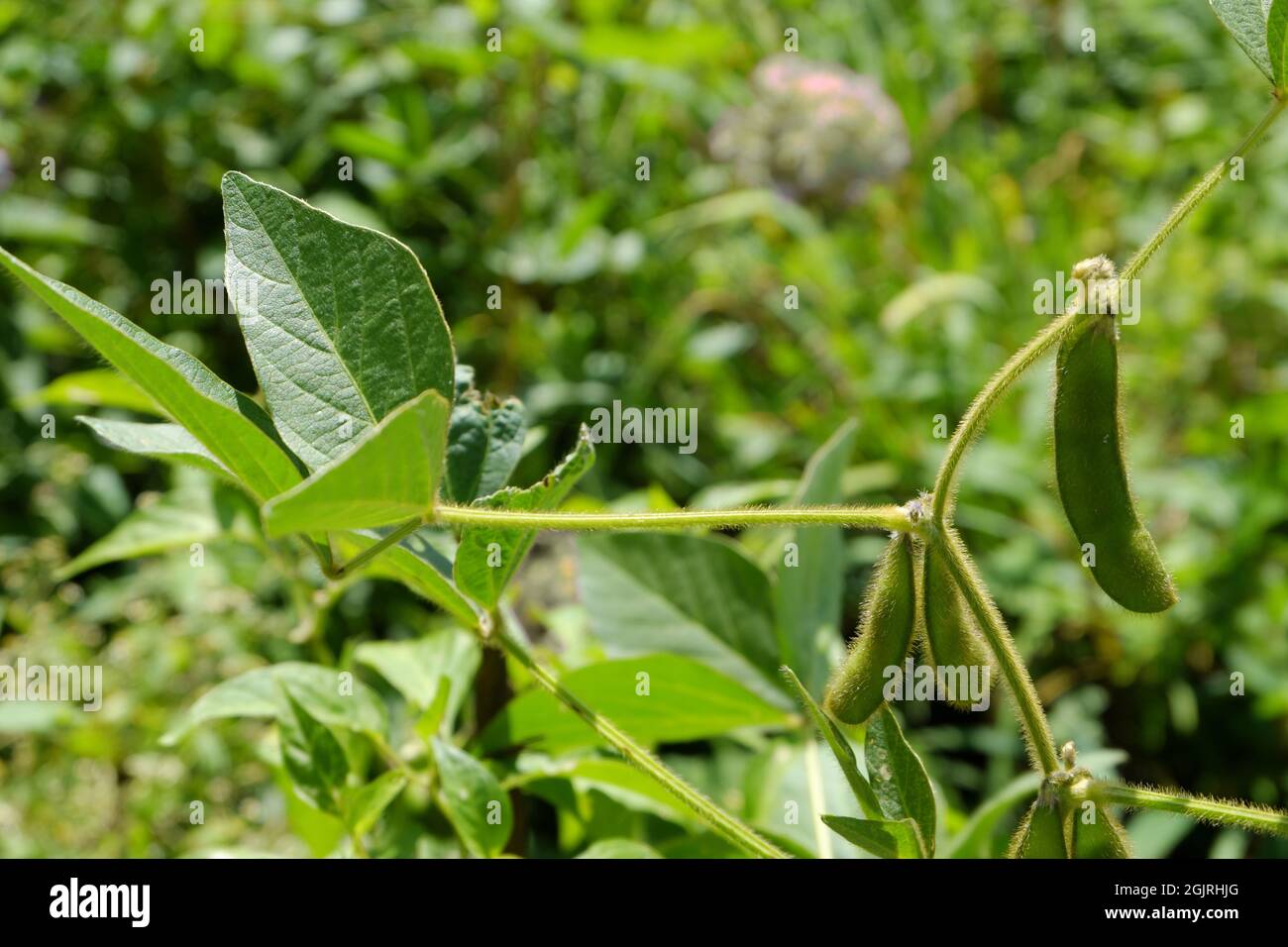 Behaarte, reifende grüne Schoten von gemeinen Bohnen auf der Plantage. Selektiver Fokus. Stockfoto