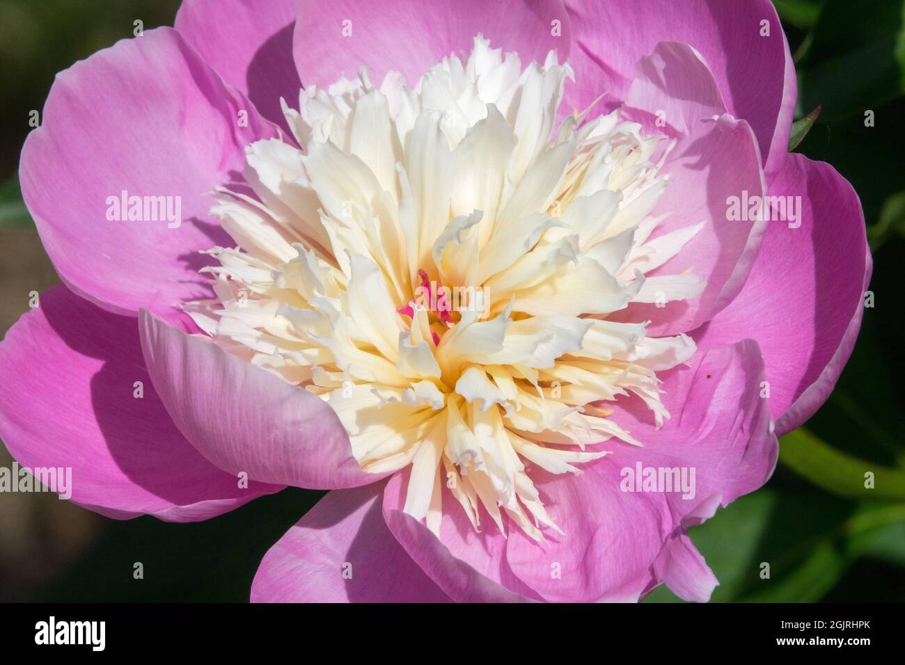 Pfingstrose „Bowl of Beauty“ Rosa weiße Blume Stockfoto