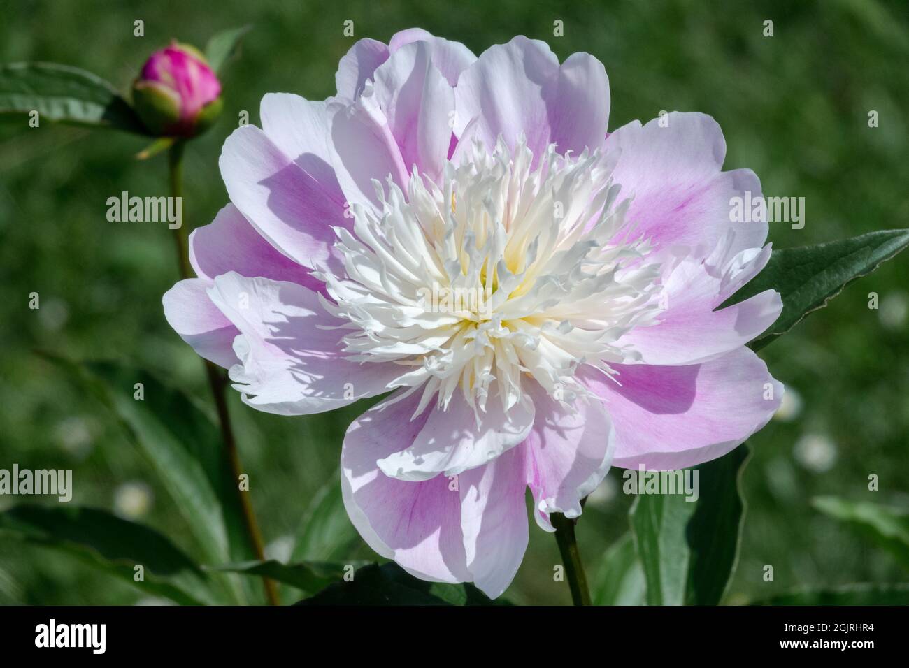 Rosa Pfingstrose Paeonia lactiflora Pfingstrose „Englische Prinzessin“ Stockfoto