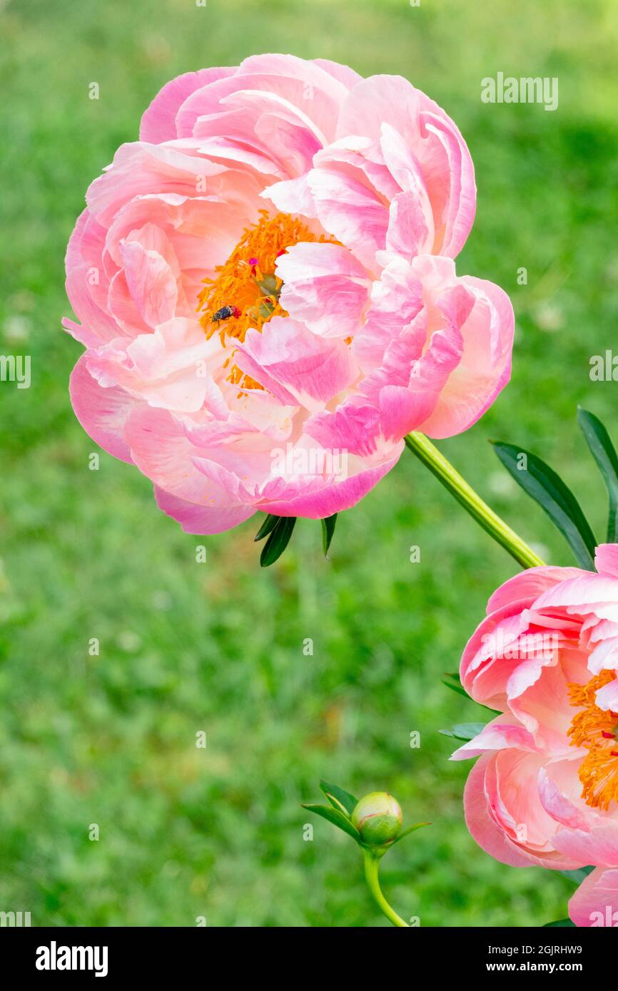 Schöne rosa Pfingstrose Blume auf Stamm Pfingstrose 'Coral Charm' Stockfoto