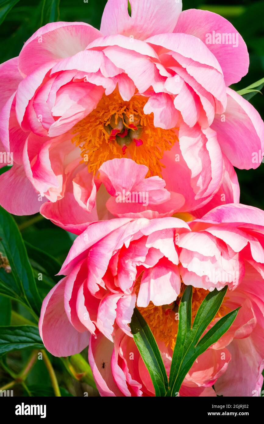 Rosa schöne große Blüten Stockfoto