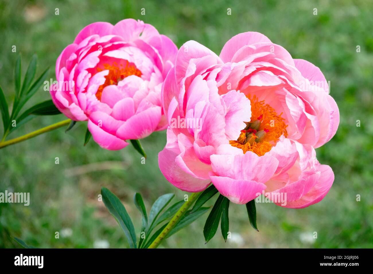 Wunderschöne Pfingstrose in Gartenblumen Stockfoto