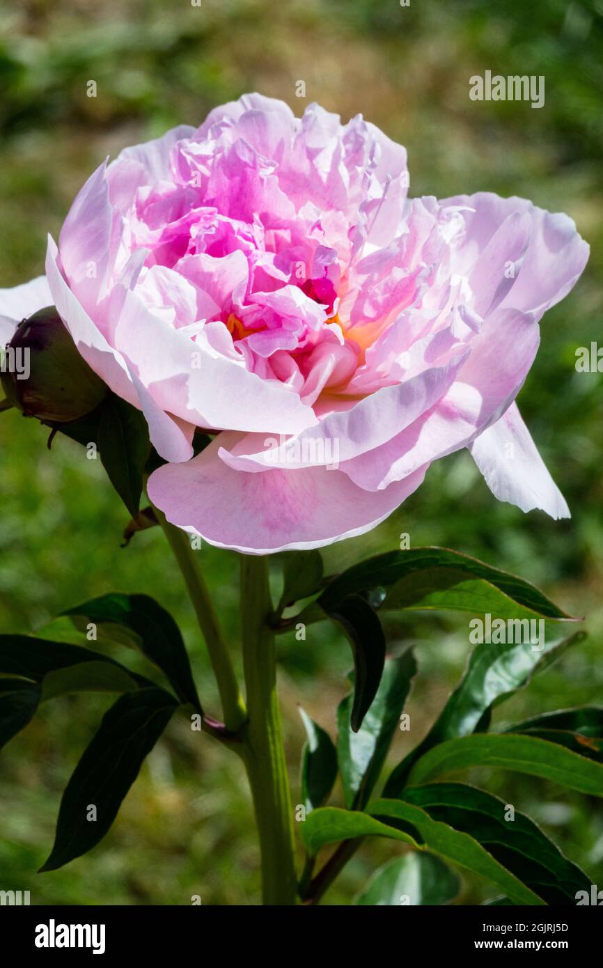 Schöne Pfingstrose Paeonia lactiflora 'Orchidee Annie' Stockfoto