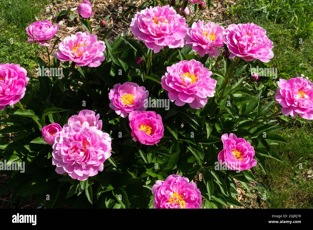 Attraktive Paeonia lactiflora blüht 'Ma Petite Cherie' Pfingstrose im Garten krautige Pfingstrosen Stockfoto