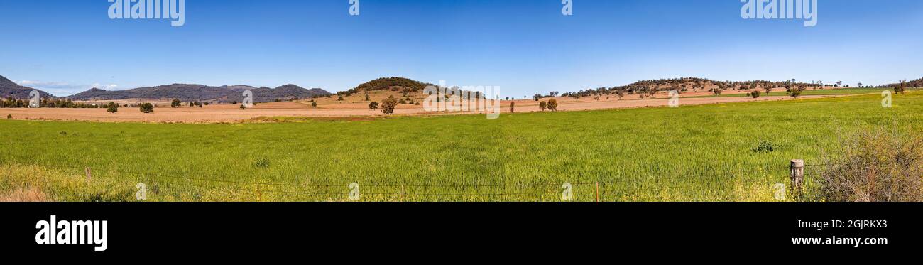 Endlose Weizenfarmfelder im ländlichen regionalen NSW des Weizengürtels auf den großen westlichen Ebenen - breites Panorama. Stockfoto