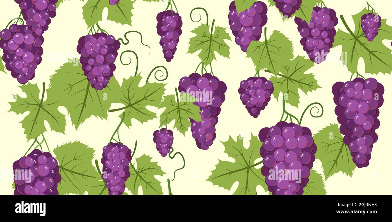 Violett-rote Trauben auf der Rebe. Zweige mit Beeren auf einem dichten Busch. Junger Weinberg. Süße Herbsternte. Nahtlose horizontale Komposition Stock Vektor