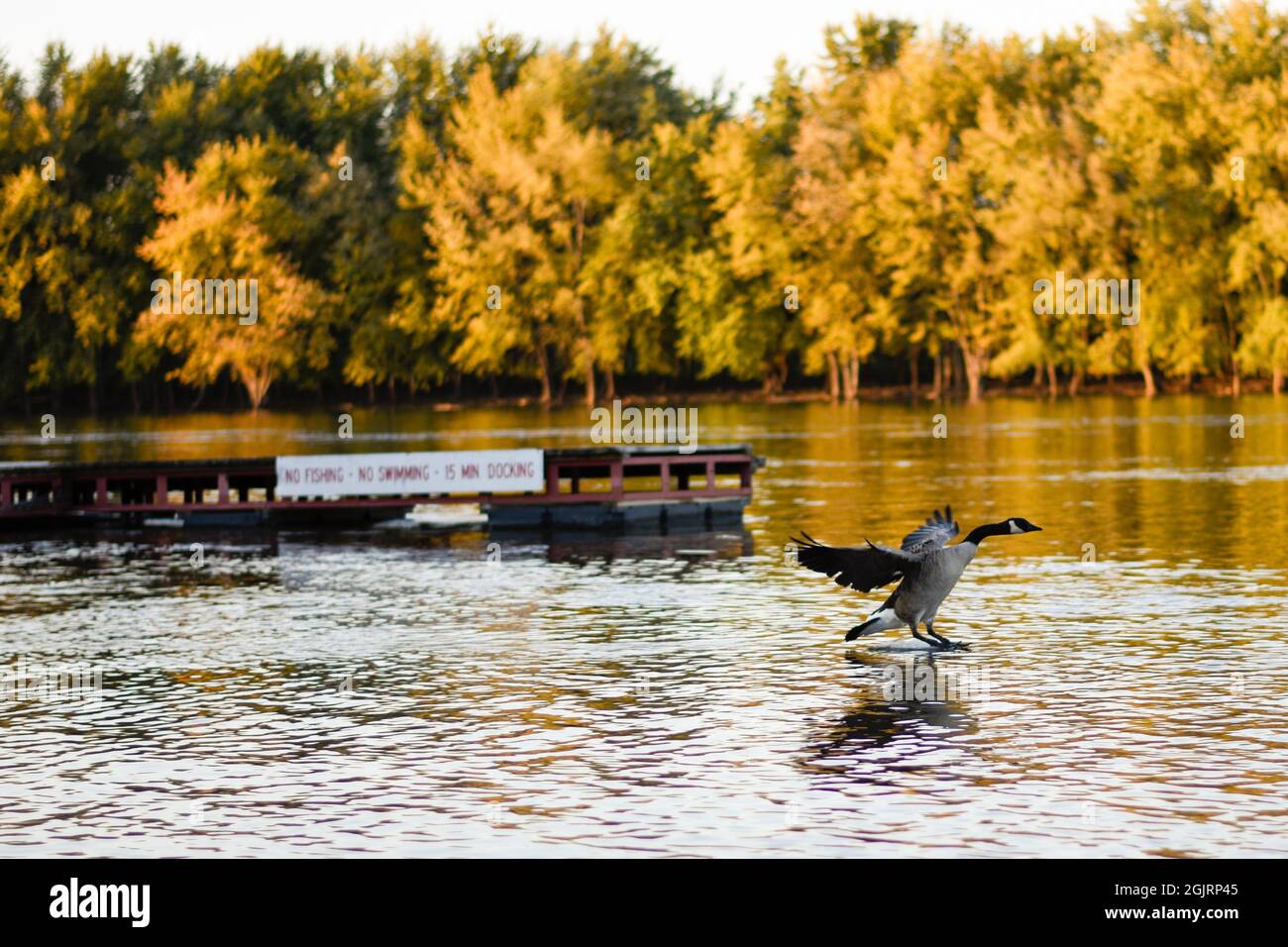 Gänse landen auf dem Illinois River Stockfoto