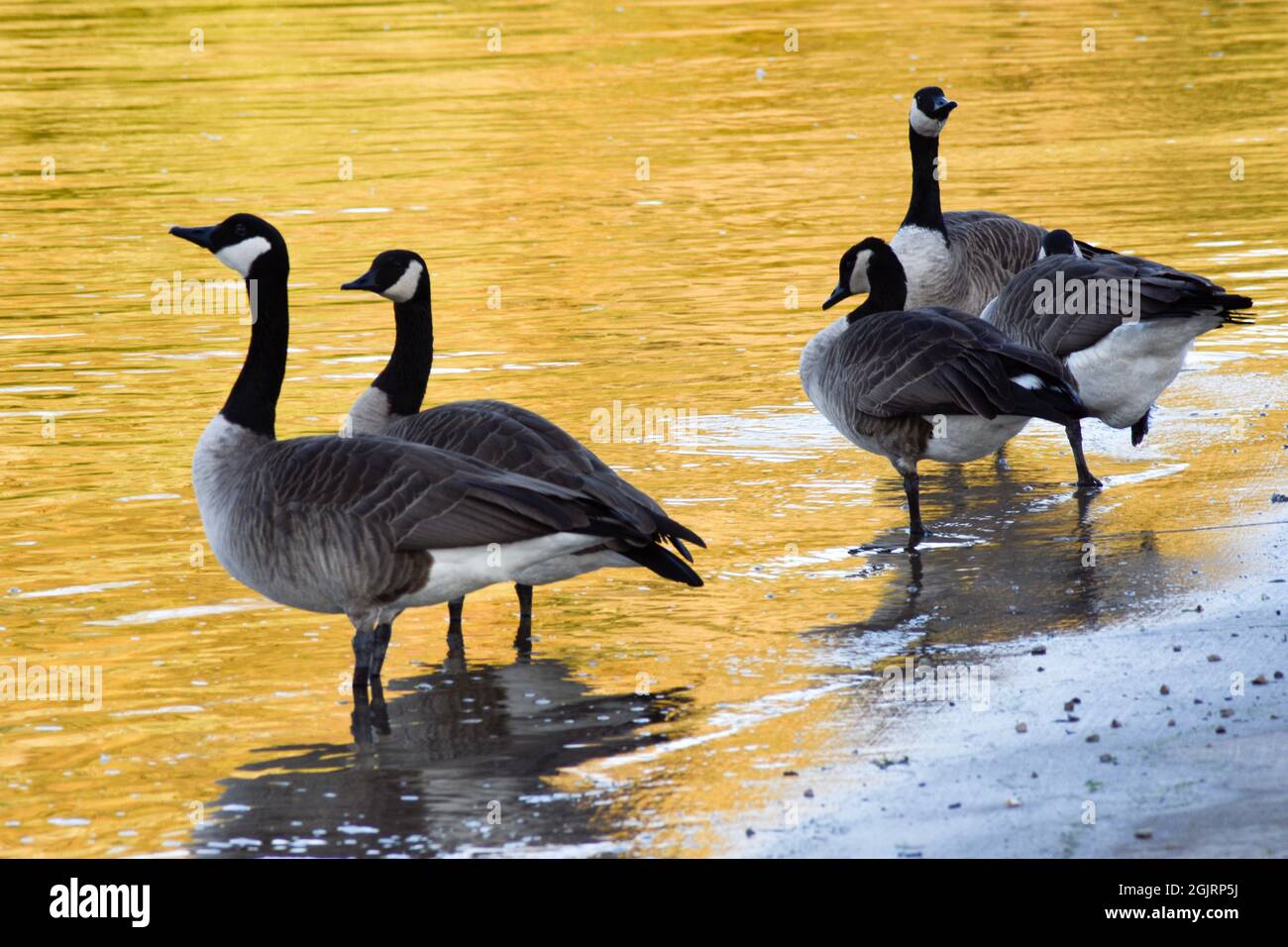 Gänse landen auf dem Illinois River Stockfoto