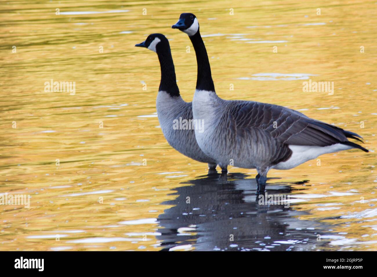 Gänse landen auf dem Illinois River Stockfoto