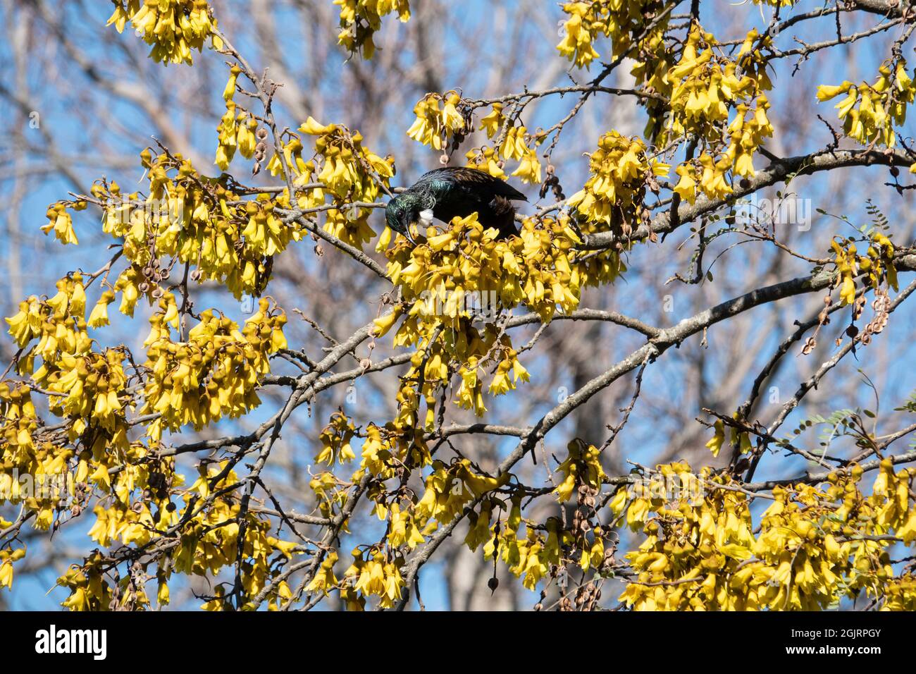 Neuseeländischer tui-Vogel, der sich im Frühjahr auf gelben Kothai-Baumblüten ernährt Stockfoto