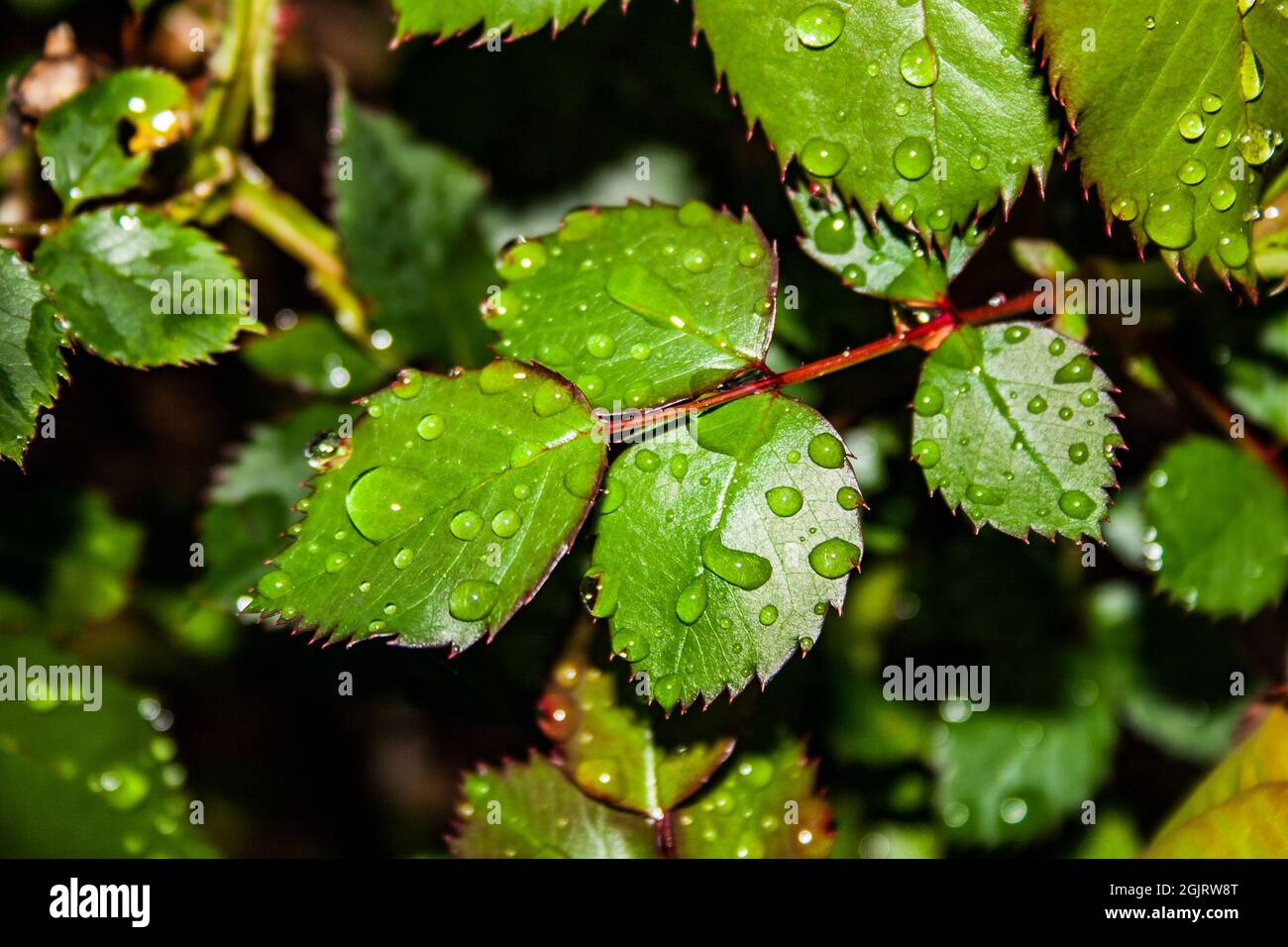 Wassertröpfchen auf knackig grünen Rosenblättern nach dem Regen Stockfoto