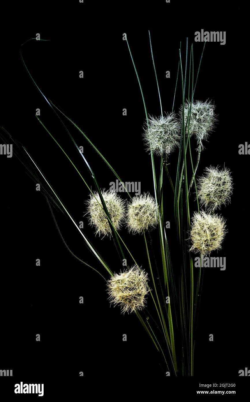 Low-Key-Bild der Wildpflanze, die im Bach wächst Stockfoto